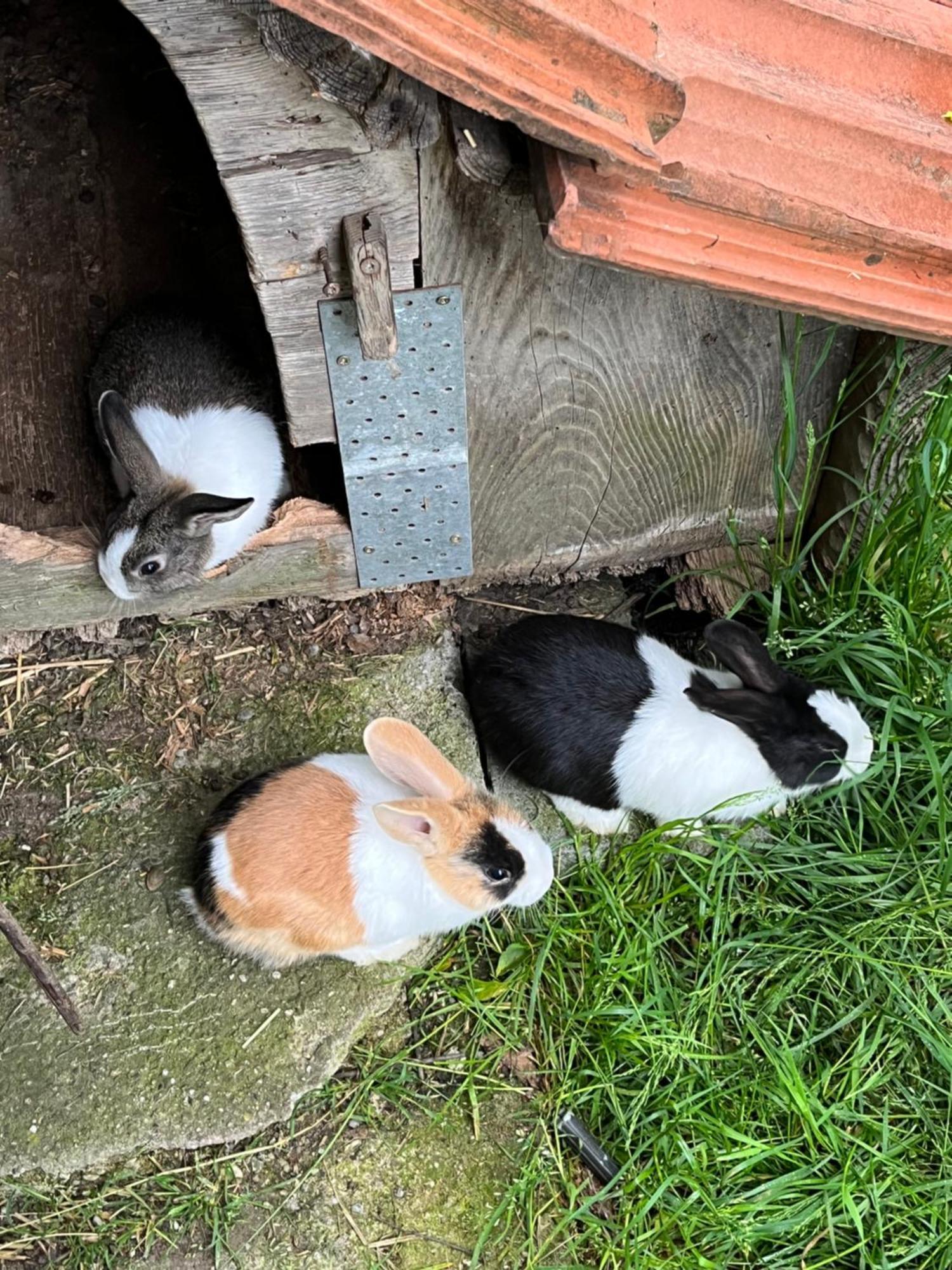 Ferienwohnung Auf Bauernhof Mit Hotpot Und Sauna Sumiswald Exterior foto